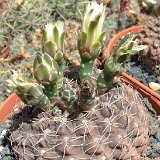 Gymnocalycium leptanthum JLcoll.1931.jpg